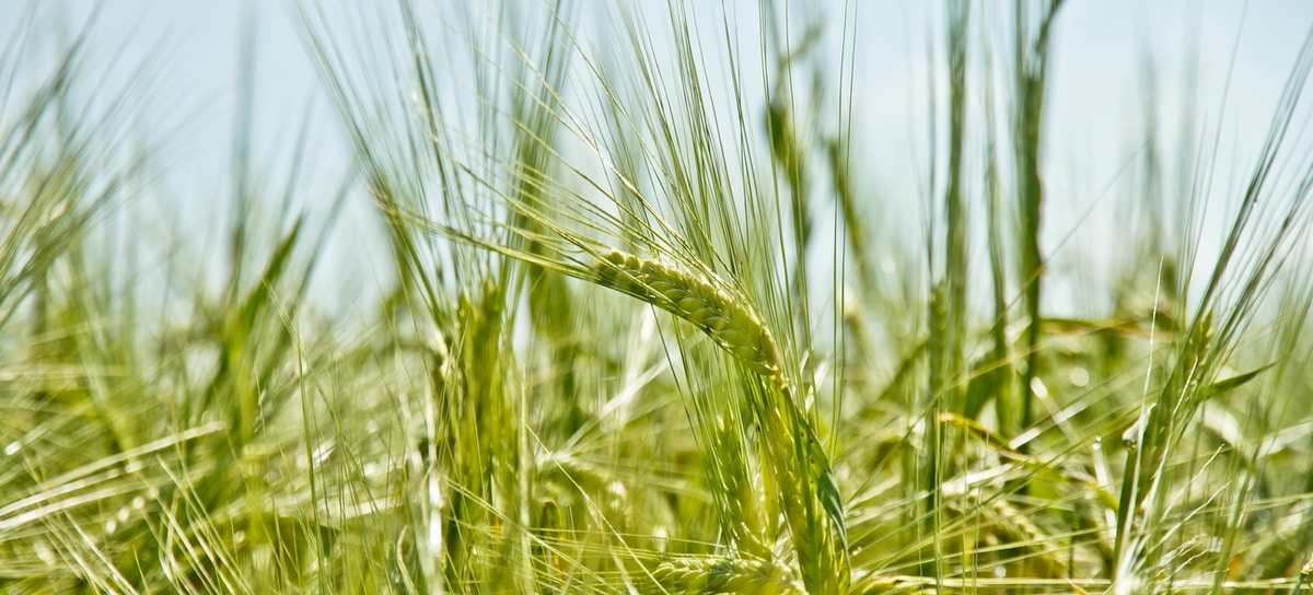imagen de la cadena de suministro de trigo