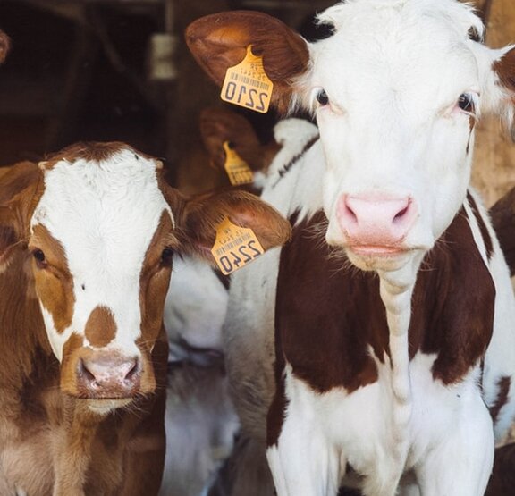 Cattle