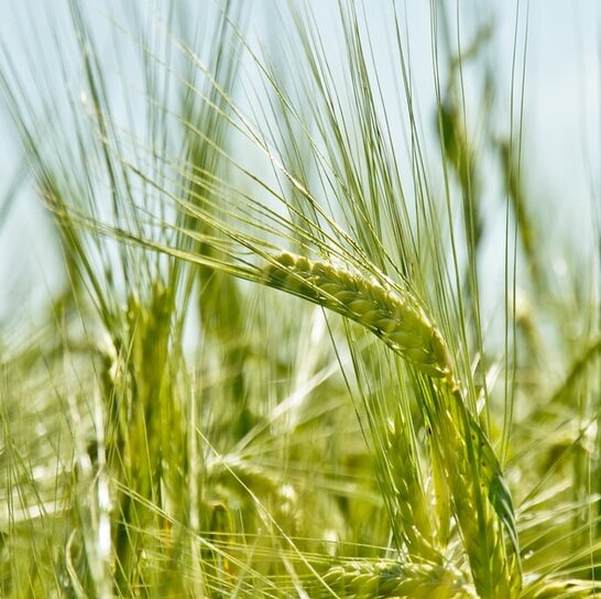Wheat